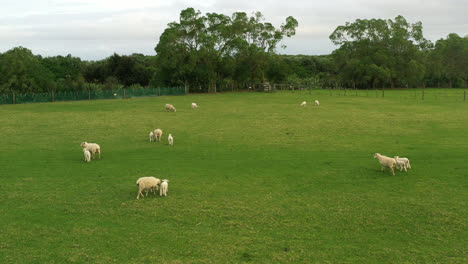 Drone-footage-of-a-sheep-park-in-New-Zealand