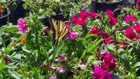 A-large-yellow-and-black-swallowtail-butterfly-feeds-on-nectar-from-the-flower-garden