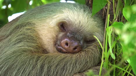 A-cute-sleeping-sloth-,-hugged-to-a-tree,-with-a-gentle-wind-shaking-the-leaves