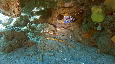 three-pipefish-and-a-juvenile-angle-fish-fining-shelter-under-rocks