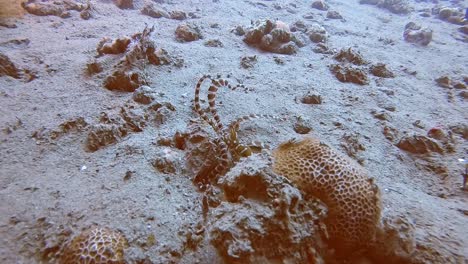 Ein-Mimischer-Oktopus,-Der-Sich-über-Den-Meeresboden-Bewegt