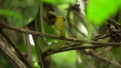 A-cute-Smooth-Green-Snake,-standing-still-behind-the-leaves,-inspecting-something-