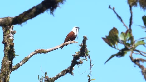 A-gorgeous-Three-wattled-bellbird-male-specimen,-standing-on-a-branch,-looking-around-and-singing-