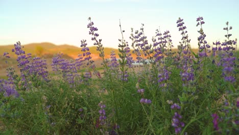 Lupino-Azul-Púrpura-Salvaje-Florece-Flores-Balanceándose-De-Lado-A-Lado-En-Cámara-Lenta-Con-Colinas-Doradas-Y-Cielo-Azul-En-El-Fondo-En-El-Lago-Folsom,-California