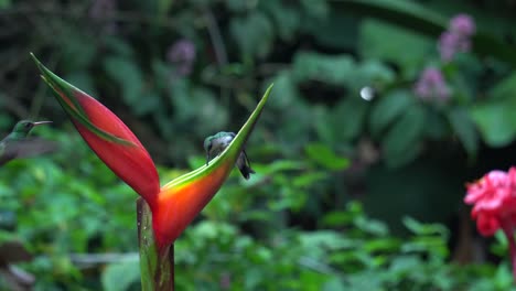 Some-cute-colibri-birds-,-hanging-around-a-Heliconia-stricta-plant