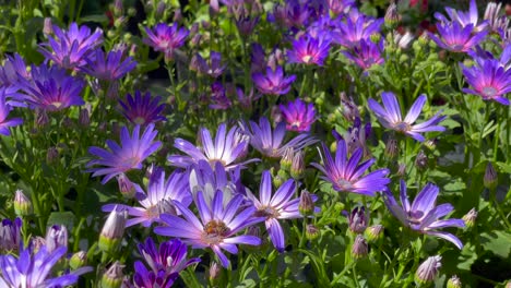 Purple-daisies-grow-in-the-garden-and-attract-honey-bees-collecting-pollen
