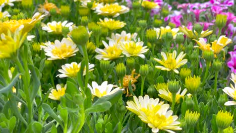 Hermosas-Flores-Con-Pétalos-Amarillos-Y-Blancos-Que-Florecen-En-El-Jardín-En-Un-Día-Brillante