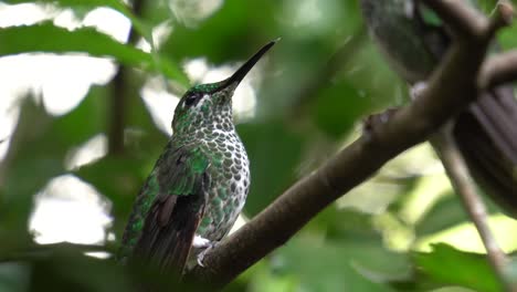 Ein-Niedliches-Exemplar-Eines-Grün-weißen-Kolibris-Auf-Einem-Nest