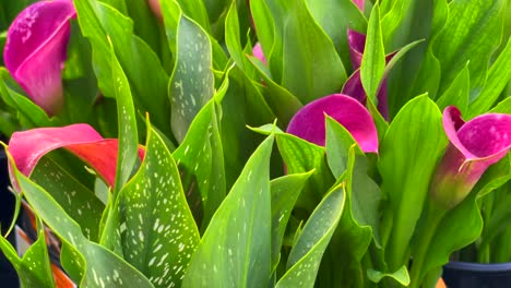 Pink-and-purple-Calla-Lily-flowers-in-full-bloom-in-a-botanical-garden