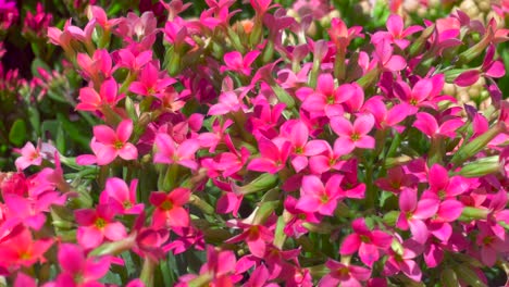 Bright-pink-flowers-with-four-petals-growing-on-a-beautiful-bush-in-a-botanical-garden