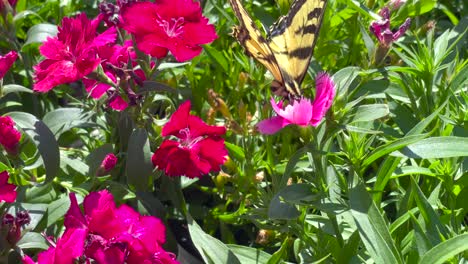 A-swallowtail-butterfly-uses-its-long-proboscis-to-drink-nectar-from-a-flower