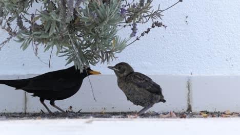 Common-blackbird-giving-her-baby-some-food