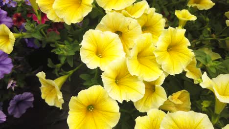 Petunias-Amarillas-Brillantes-Florecen-En-El-Lecho-De-Flores-En-Primavera