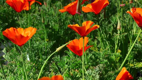 Red-poppy-flowers-growing-wild-in-a-field-or-meadow---isolated