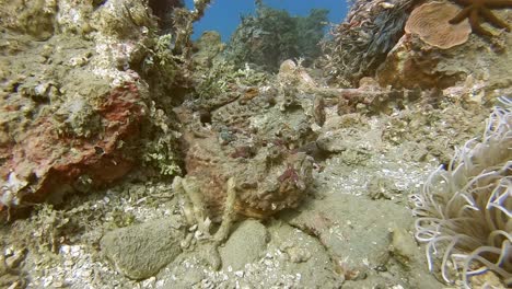 Two-deadly-stone-fish-blending-into-their-surroundings