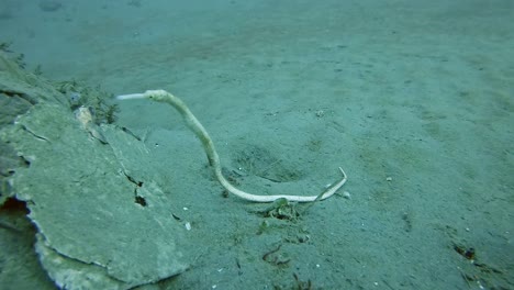 A-white-pipefish-mimics-a-floating-stick-on-a-muddy-ocean-floor