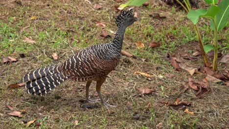 A-cute-female-Great-curassow-bird,-walking-around-without-fear