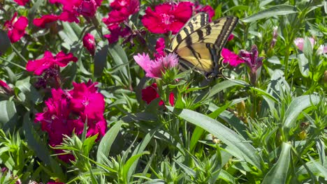 A-large-swallowtail-butterfly-sucks-nectar-from-flowers-through-its-long-proboscis