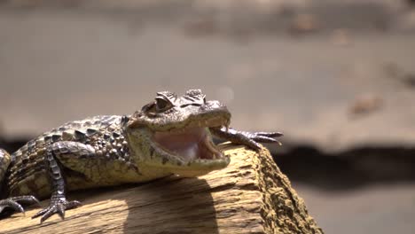 The-open-mouth-of-a-crocodile-resting-on-a-log-while-standing-outside,-by-the-warming-sun