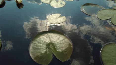 close-up-shot-of-the-lotus-flower-at-the-lake