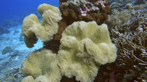Weichkorallen,-Die-Sanft-In-Der-Meeresströmung-Wehen