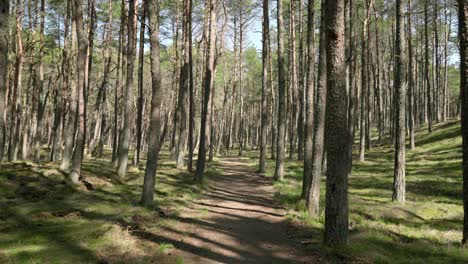 Walking-Alone-Through-Smiltyne-Forest-on-a-Sunny-Day
