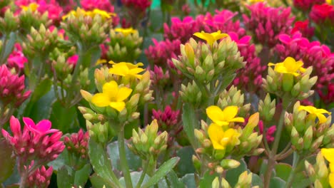 Clusters-of-bright-succulent-sedum-flowers-growing-in-the-desert-in-spring