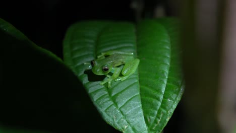 A-cute-green-glass-frog-resting-on-a-leaf
