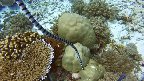 Eine-Tödliche-Seeschlange,-Die-Vom-Ozeandienst-Zum-Meeresboden-Schwimmt
