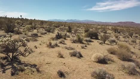Sobrevuelo-Aéreo-Desierto-Seco-Con-Plantas-Secas-Y-Cactus-Y-Montañas-En-El-Fondo-A-La-Luz-Del-Sol
