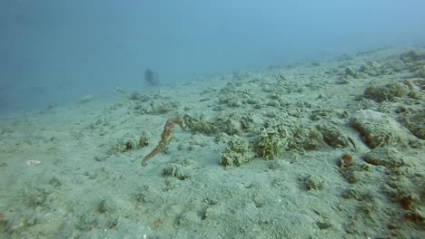 seahorse-swimming-along-a-muddy-ocean-floor