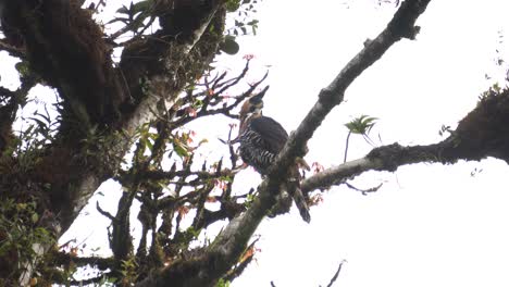 Un-Hermoso-Espécimen-De-águila-halcón-Ornamentada,-Descansando-En-Una-Rama,-Inspeccionando-Los-Alrededores