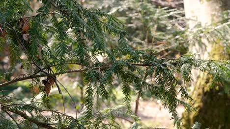 Close-up-nature-shot-of-a-pine-tree-branch-slowing-moving-and-blowing-in-the-wind