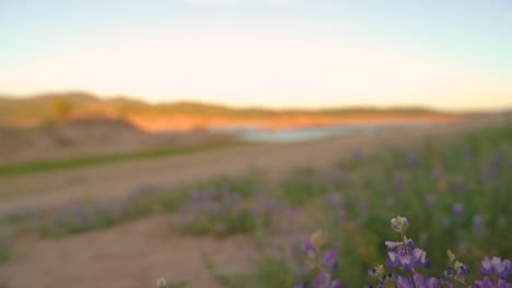 Wild-purple-blue-lupine-blooms-flowers-swaying-side-to-side-through-the-wind-and-children-playing-in-slow-motion-by-Folsom-Lake,-California