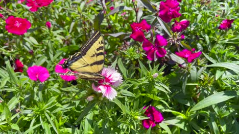 A-beautiful-Swallowtail-butterfly-flutters-over-a-flower-as-it-uses-its-proboscis-to-extract-nectar