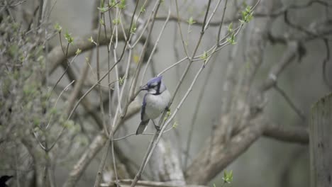 Retrato-En-Cámara-Lenta-De-Un-Pájaro-Arrendajo-Azul-Canadiense-Posado-En-Una-Rama-De-árbol-Forestal