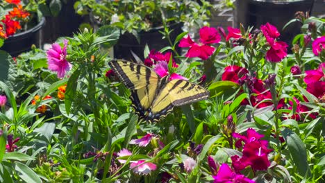 A-giant-swallowtail-butterfly-in-a-beautiful-flower-bed-in-a-botanical-garden