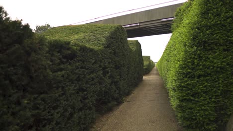 entering-green-maze-located-in-london-city-long-path-without-end-trimmed-bushes-to-create-wave-pattern-nobody-around-stable-moving-shot-forward-bridge-bove-cloudy-weather
