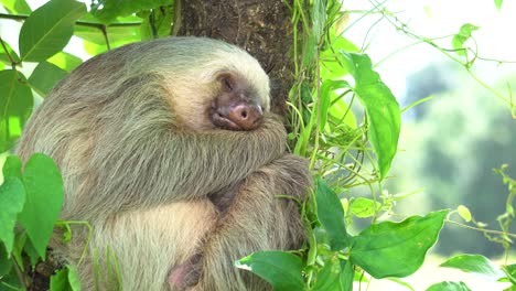 A-cute-sloth-,-sleeping-while-hugging-a-tree,-with-a-gentle-wind-shaking-the-leaves