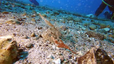 A-pair-of-robust-ghost-pipefish-blending-into-their-surroundings