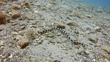 A-banded-snake-eel-hunting-for-his-prey-under-rocks
