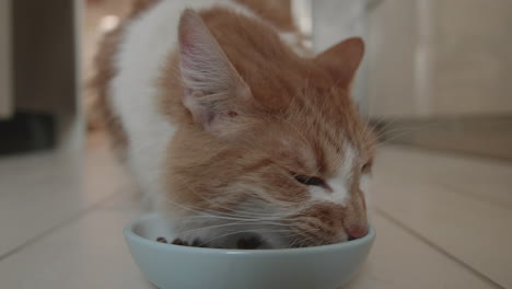 Fluffy-orange-and-white-house-cat-contentedly-enjoys-his-lunch-of-kibble
