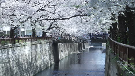 Meguro-River-With-Blooming-Cherry-Blossom-And-Many-Locals-During-Hanami-In-Tokyo,-Japan