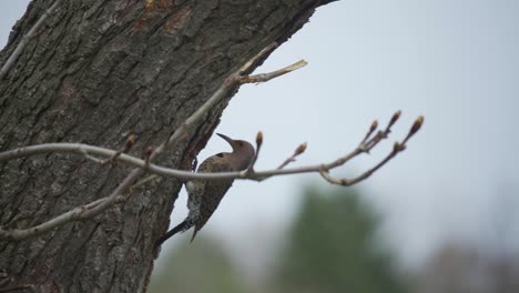 Slow-Motion-Portrait-Of-A-Northern-Flicker-Exiting-A-Nest-In-A-Tree,-Snow-Falling-During-Spring