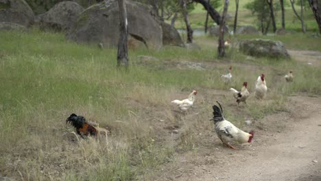 Roosters-on-farm-in-nature-fighting-grasslands