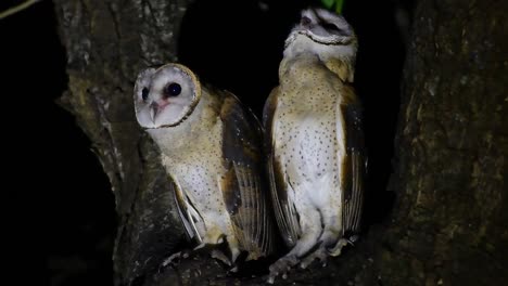 Barn-Owl,-Tyto-alba,-Thailand,-two-individuals-seen-in-between-branches-of-a-huge-tree-one-looking-around,-the-other-started-preening-itself-as-they-get-ready-to-hunt-in-the-dark-of-the-night