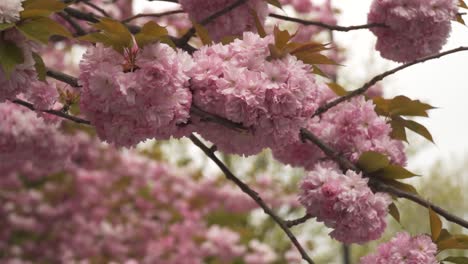 Cerca-Del-árbol-Colorido-Cerezo-Floreciente-Japonés-En-Un-Espectacular-Paisaje-Nublado-Primavera-Abril-Tiempo-Flor-Lenta
