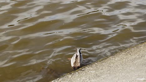 Kanadische-Ente-Mit-Grünem-Kopf,-Taucht-Und-Isst-Unter-Wasser