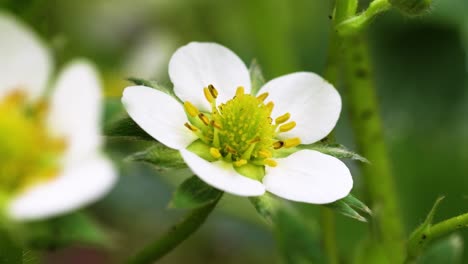 Close-up-view-of-a-strawberry-flower