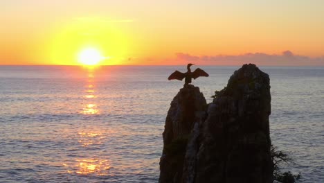 Aerial-view-of-Cormorant-with-wings-spread,-Guarding-the-nest-on-top-of-Cathedral-Rocks---NSW,-Australia